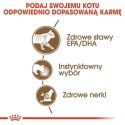 ROYAL CANIN FHN Ageing 12+ w galaretce - mokra karma dla kota starszego - 12x85g Royal Canin